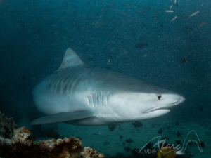 beautiful creatures by Marc Van Den Broeck 